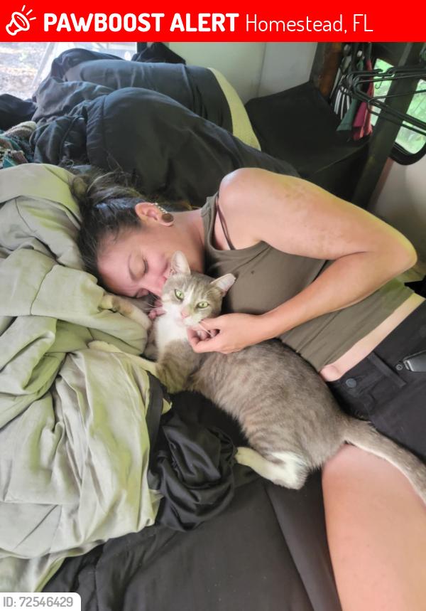 Lost Male Cat last seen 296th St and 172nd Ave., Homestead, FL 33030