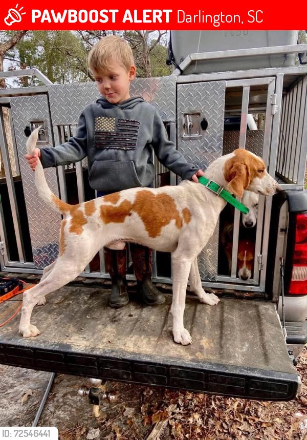Lost Male Dog last seen Buc-ees , Darlington, SC 29532