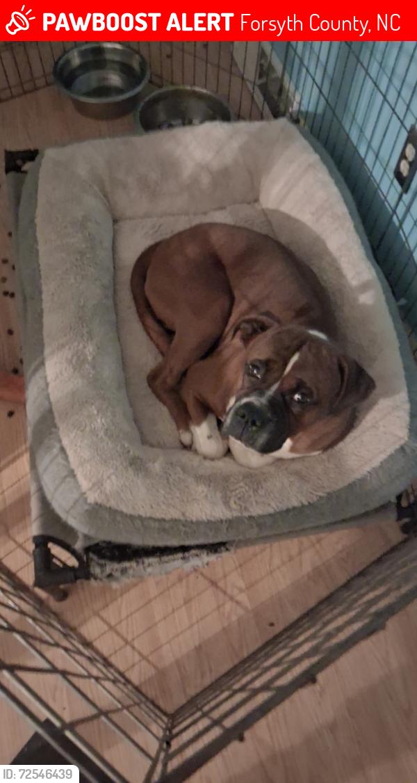 Lost Male Dog last seen Near seward circle , Forsyth County, NC 27040