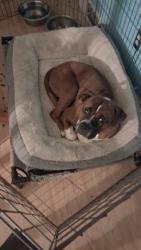 Lost Male Dog last seen Near seward circle , Forsyth County, NC 27040