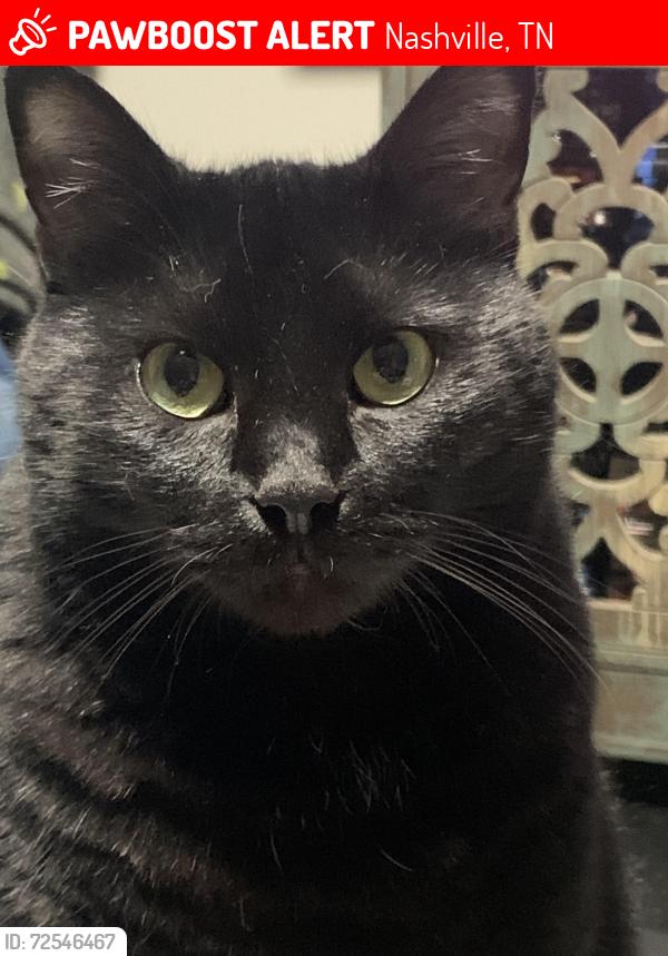 Lost Male Cat last seen Near Mohawk Trl, Madison, Nashville, TN 37115