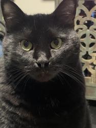 Lost Male Cat last seen Near Mohawk Trl, Madison, Nashville, TN 37115