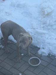 Found/Stray Female Dog last seen West Ridge Road, Accokeek, MD , Accokeek, MD 20607