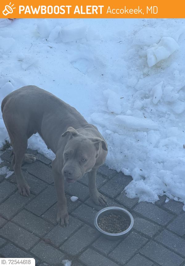 Found/Stray Female Dog last seen West Ridge Road, Accokeek, MD , Accokeek, MD 20607