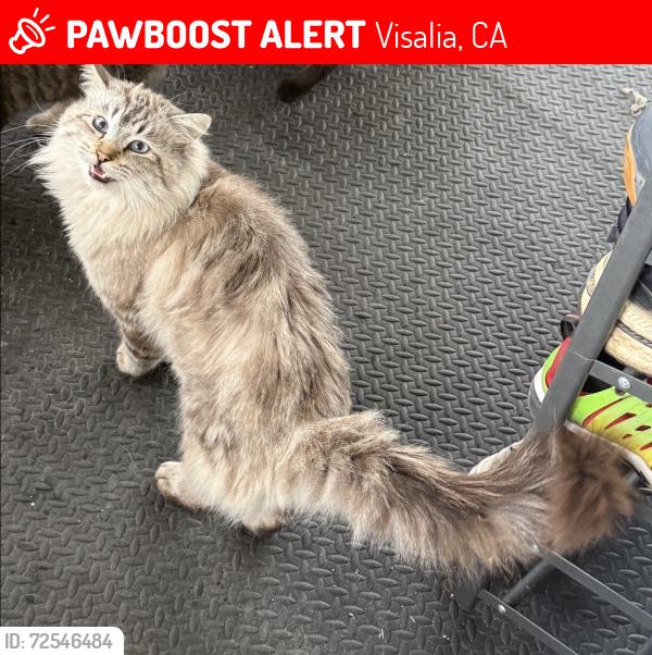 Lost Male Cat last seen road 140 and 360, Visalia, CA 93292