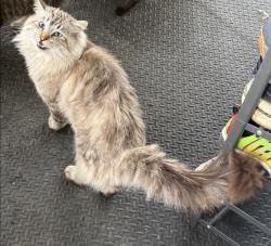 Lost Male Cat last seen road 140 and 360, Visalia, CA 93292