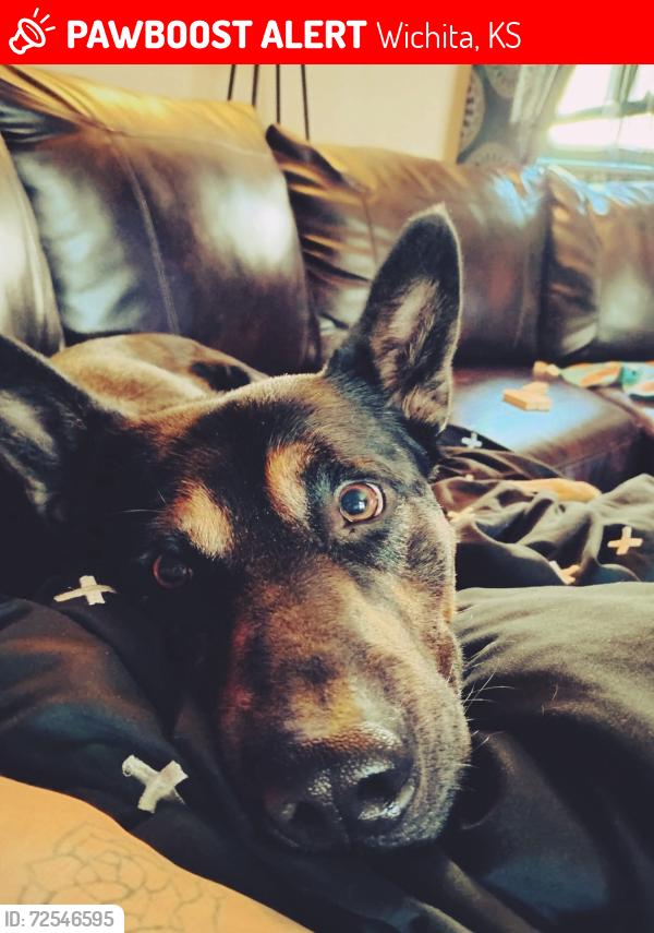 Lost Male Dog last seen Macarther and 47th st, Wichita, KS 67216