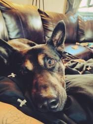 Lost Male Dog last seen Macarther and 47th st, Wichita, KS 67216
