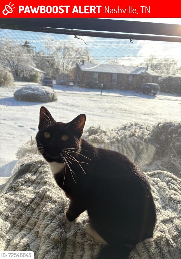 Lost Female Cat last seen Judd dr, Nashville, TN 37218