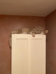 Found/Stray Unknown Cat last seen Scioto Run Blvd & Goldenseal Way, Hilliard, OH 43026