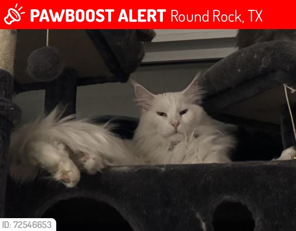 Lost Male Cat last seen Shadowbrook neighborhood , Round Rock, TX 78681