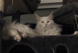 Lost Male Cat last seen Shadowbrook neighborhood , Round Rock, TX 78681