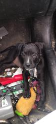 Lost Female Dog last seen Martin Luther King Dr high point , High Point, NC 27262