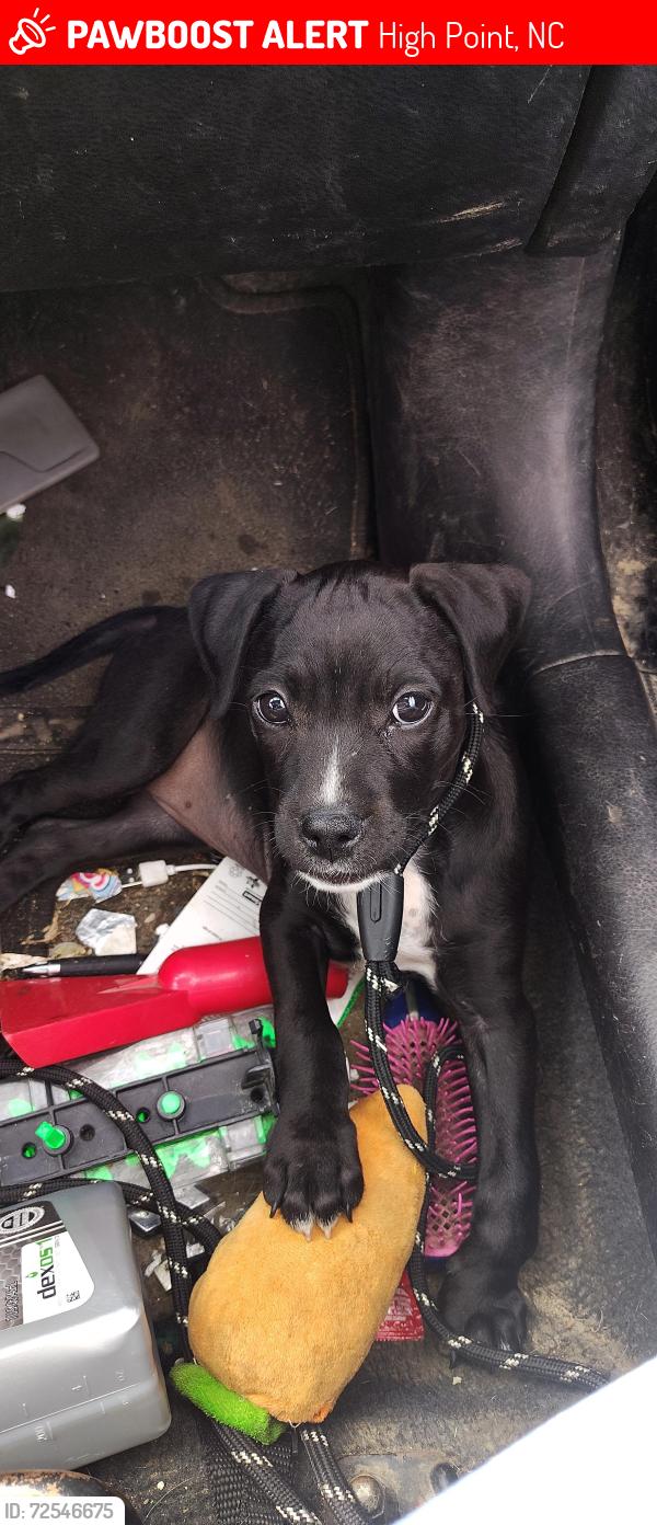 Lost Female Dog last seen Martin Luther King Dr high point , High Point, NC 27262