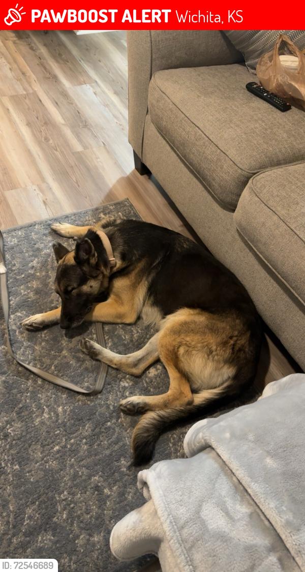 Lost Female Dog last seen Seneca and McCormick , Wichita, KS 67213
