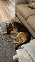 Lost Female Dog last seen Seneca and McCormick , Wichita, KS 67213