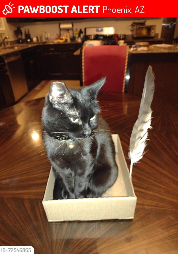 Lost Female Cat last seen 56th Ave and Sunland Ave, Phoenix, AZ 85003
