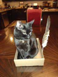 Lost Female Cat last seen 56th Ave and Sunland Ave, Phoenix, AZ 85003