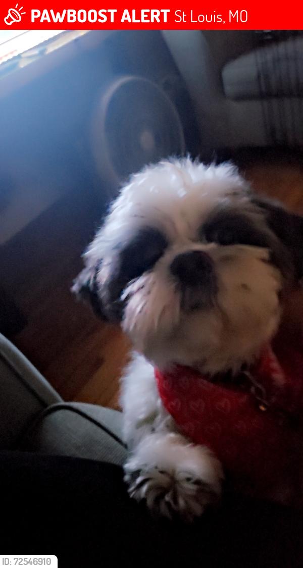 Lost Male Dog last seen Brandon/ southernland , St Louis, MO 63109