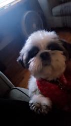 Lost Male Dog last seen Brandon/ southernland , St Louis, MO 63109