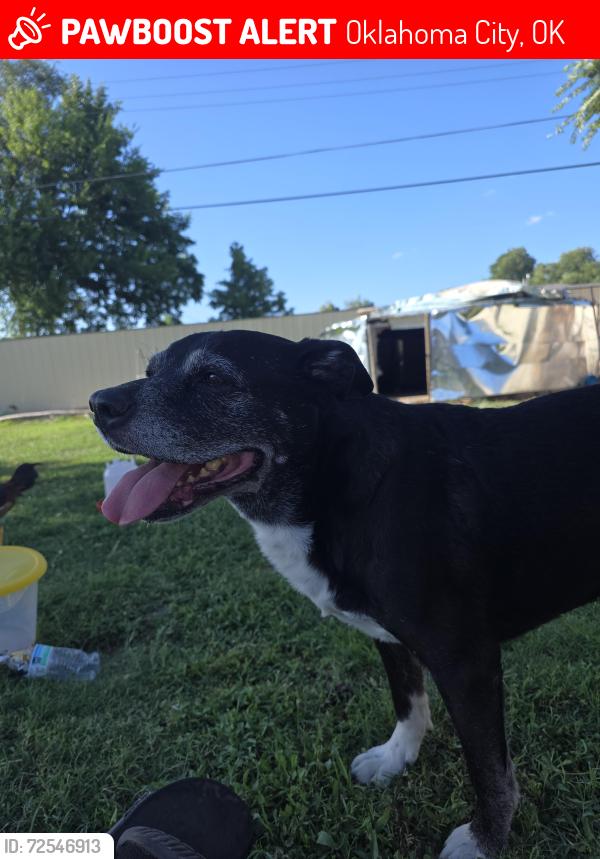 Lost Male Dog last seen Near 56 and Kentucky , Oklahoma City, OK 73159