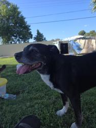 Lost Male Dog last seen Near 56 and Kentucky , Oklahoma City, OK 73159