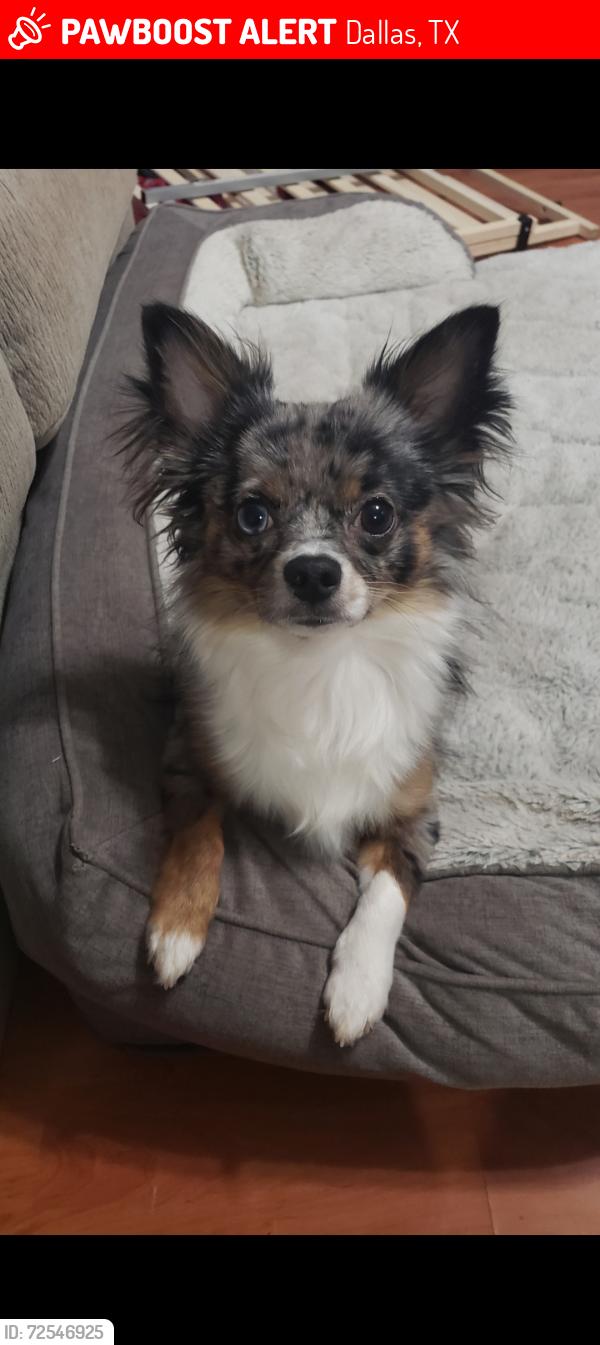 Lost Male Dog last seen Lebanon and Edgefield , Dallas, TX 75208
