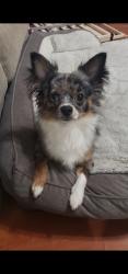 Lost Male Dog last seen Lebanon and Edgefield , Dallas, TX 75208