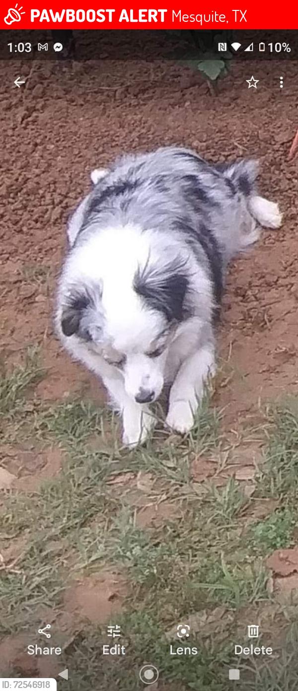 Lost Female Dog last seen Pascal park, Mesquite, TX 75149