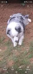 Lost Female Dog last seen Pascal park, Mesquite, TX 75149
