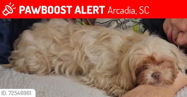 Lost Female Dog last seen Dollar general , Arcadia, SC 29320