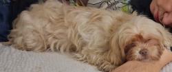 Lost Female Dog last seen Dollar general , Arcadia, SC 29320