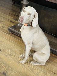Lost Male Dog last seen County road 780 and 757 , Jonesboro, AR 72401