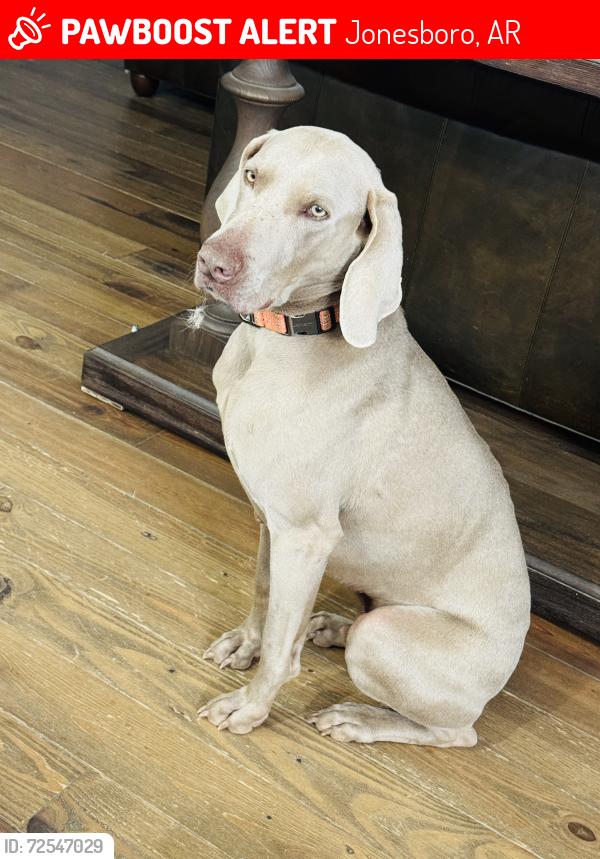 Lost Male Dog last seen County road 780 and 757 , Jonesboro, AR 72401