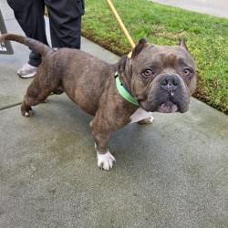 Found/Stray Male Dog last seen reservoir park 3300 Brayton Ave, Signal Hill, CA 90807, Signal Hill, CA 90807