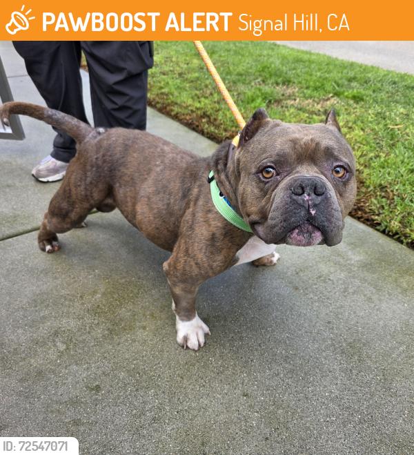 Found/Stray Male Dog last seen reservoir park 3300 Brayton Ave, Signal Hill, CA 90807, Signal Hill, CA 90807