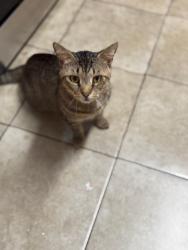 Lost Male Cat last seen Near downing ave, Thunderbolt, GA 31404