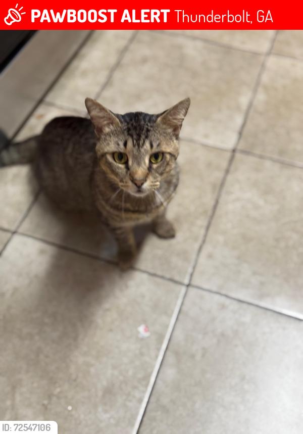 Lost Male Cat last seen Near downing ave, Thunderbolt, GA 31404