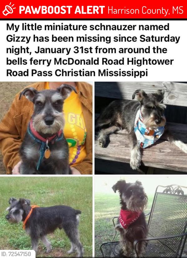 Lost Male Dog last seen Bells Ferry Pass Christian, Harrison County, MS 39571