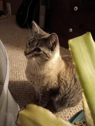 Lost Male Cat last seen Bbq, Deming, WA 98244