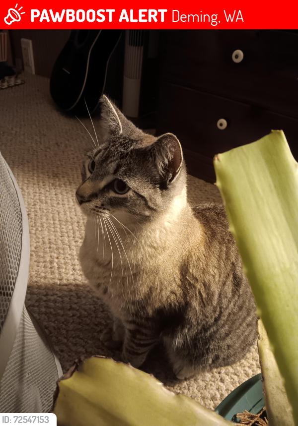 Lost Male Cat last seen Bbq, Deming, WA 98244