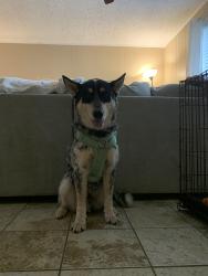 Lost Male Dog last seen Lakeview apmts , Brookhaven, MS 39601