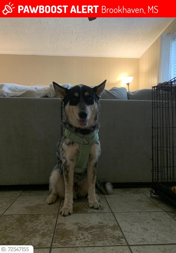 Lost Male Dog last seen Lakeview apmts , Brookhaven, MS 39601