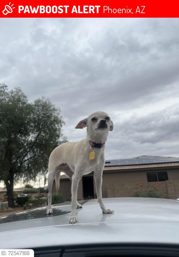 Lost Female Dog last seen Near ave and Bethany , Phoenix, AZ 85015