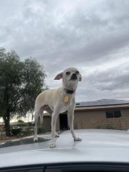 Lost Female Dog last seen Near ave and Bethany , Phoenix, AZ 85015