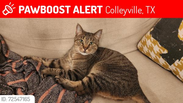 Lost Male Cat last seen Brookridge and Brentwood, Colleyville, TX 76034