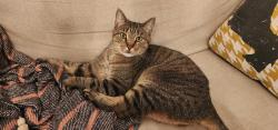 Lost Male Cat last seen Brookridge and Brentwood, Colleyville, TX 76034