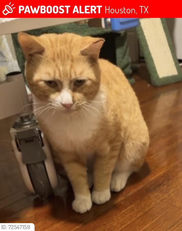 Lost Male Cat last seen Westpark, Houston, TX 77042