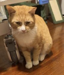 Lost Male Cat last seen Westpark, Houston, TX 77042
