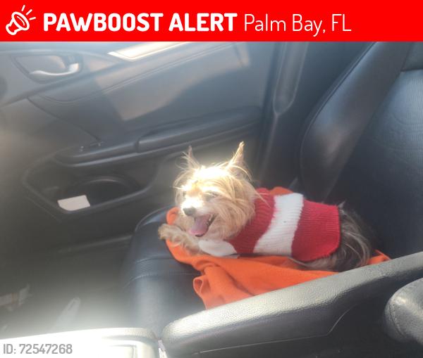 Lost Female Dog last seen Jupiter and lilac, Palm Bay, FL 32909